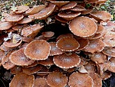 IMG_0139.JPG