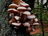 IMG_0154.JPG
