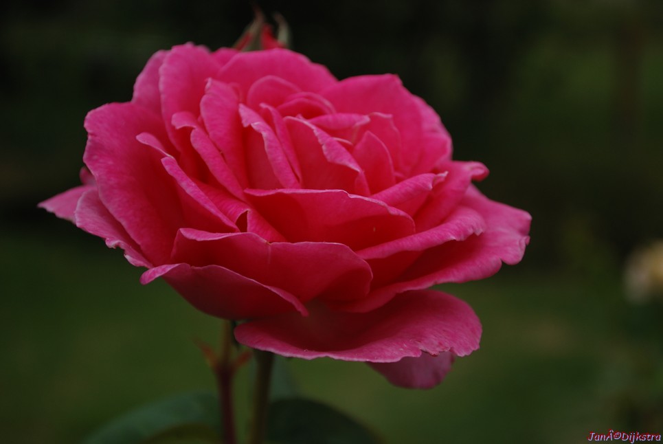 DSC_0067-1.JPG
