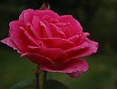 DSC_0067-1.JPG