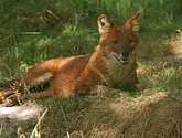 DSC_0186.JPG