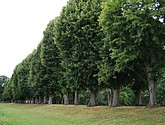 DSC_0317-1.JPG