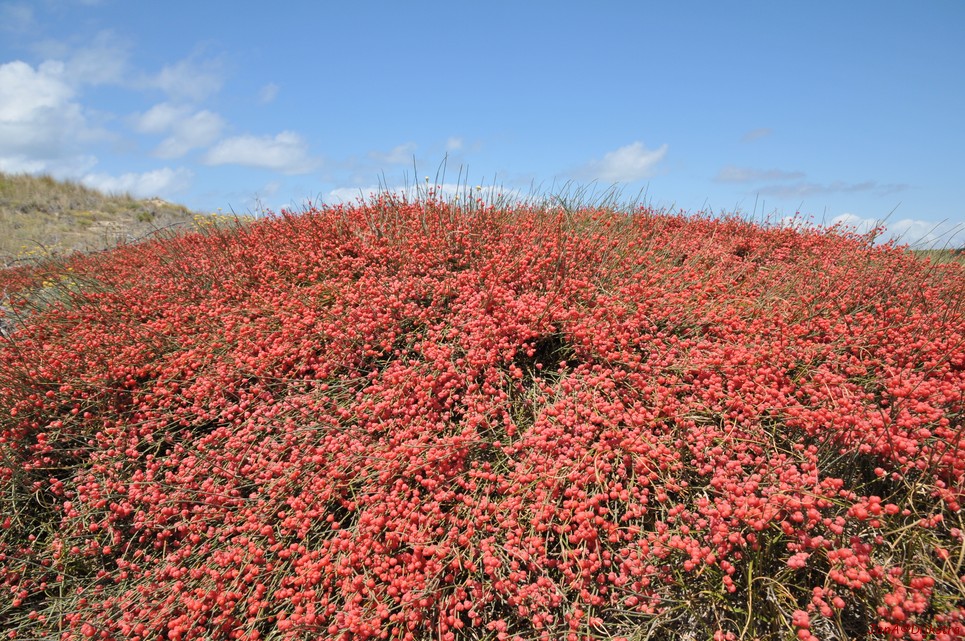 DSC_4209.JPG