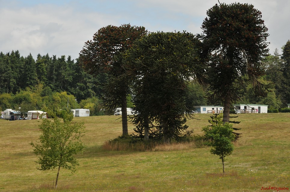 DSC_4265.JPG