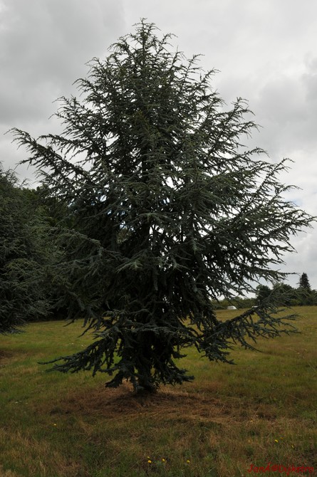 DSC_4272.JPG