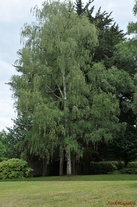 DSC_4313.JPG