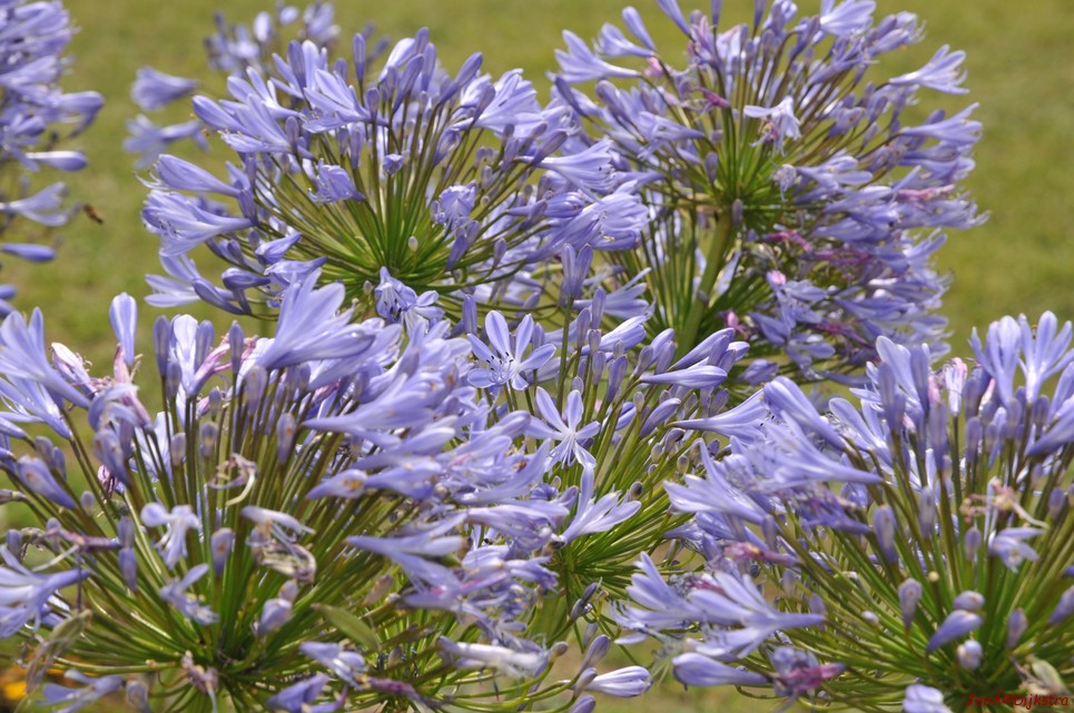 DSC_4350.JPG