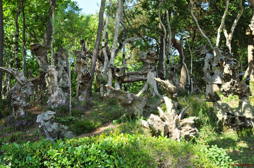 DSC_4565.JPG