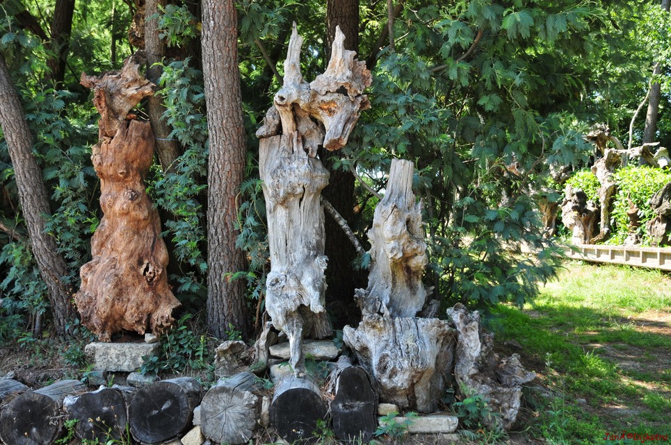 DSC_4566.JPG