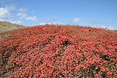 DSC_4209.JPG