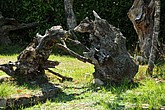 DSC_4572.JPG