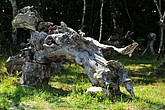 DSC_4573.JPG