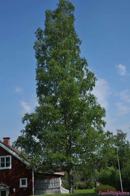 dsc_3350.jpg