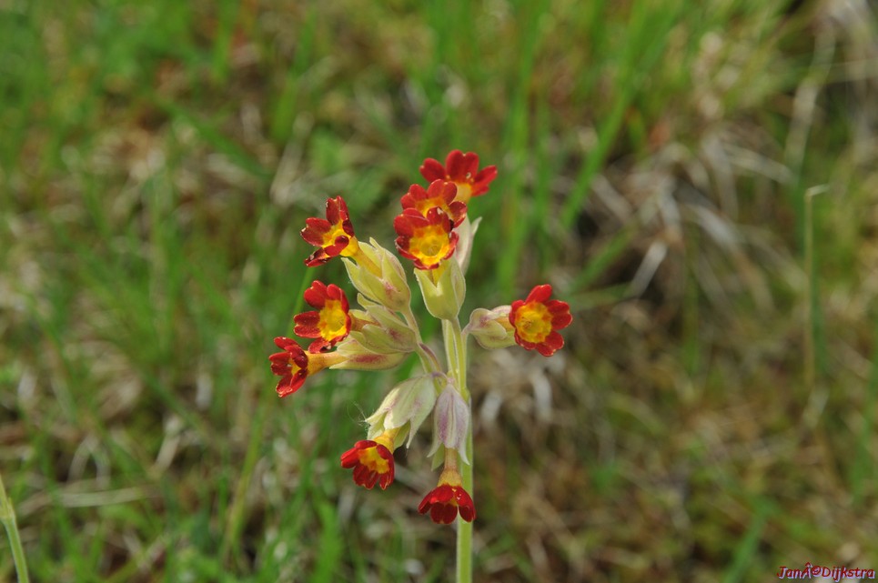 dsc_3377.jpg