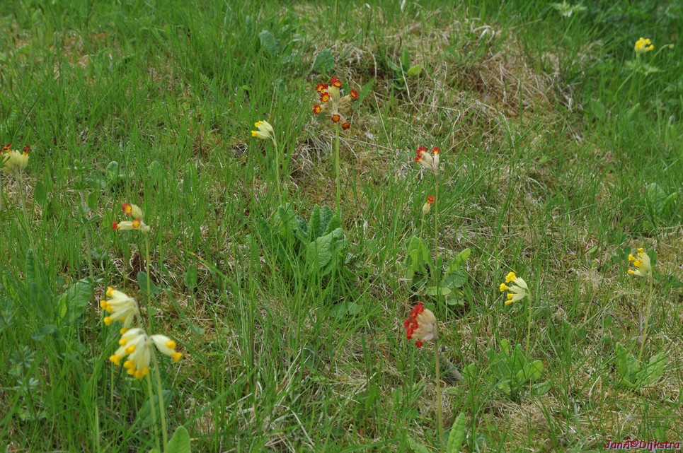 dsc_3379.jpg