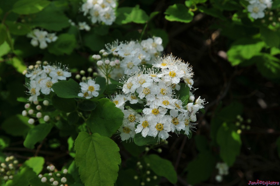 dsc_3380.jpg