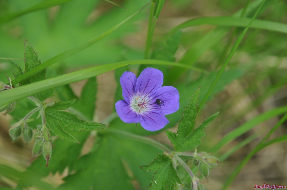 dsc_3387.jpg