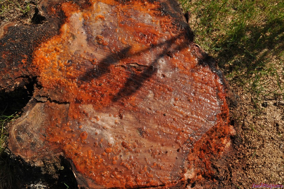 dsc_3539.jpg