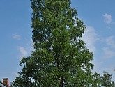 dsc_3350.jpg
