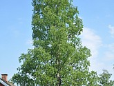 dsc_3352.jpg