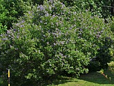 dsc_3362.jpg
