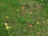 dsc_3379.jpg