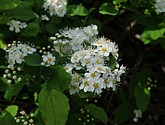 dsc_3380.jpg