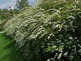 dsc_3382.jpg