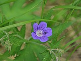 dsc_3387.jpg