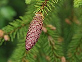 dsc_3389-1.jpg