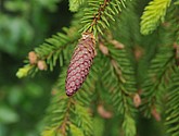 dsc_3390.jpg