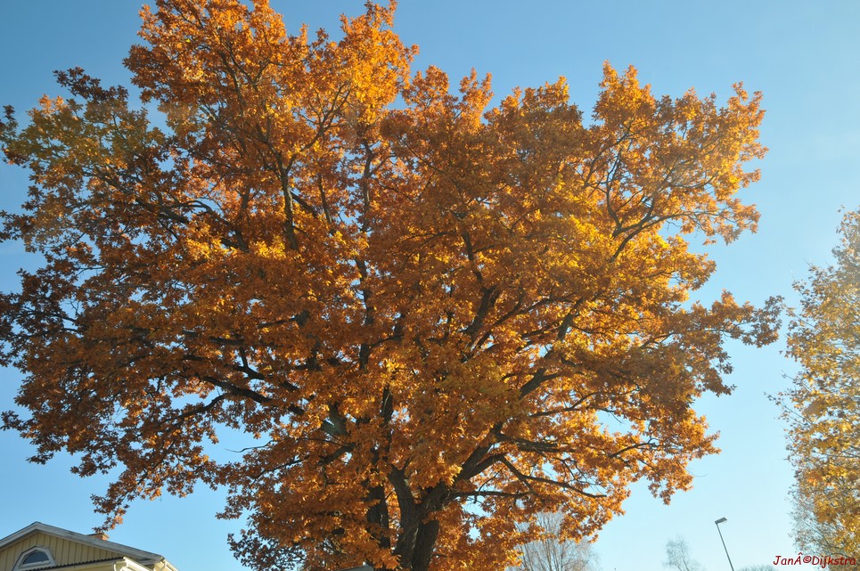 dsc_1388.jpg
