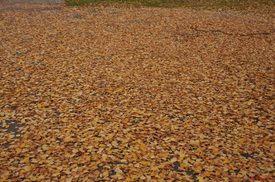dsc_1458.jpg