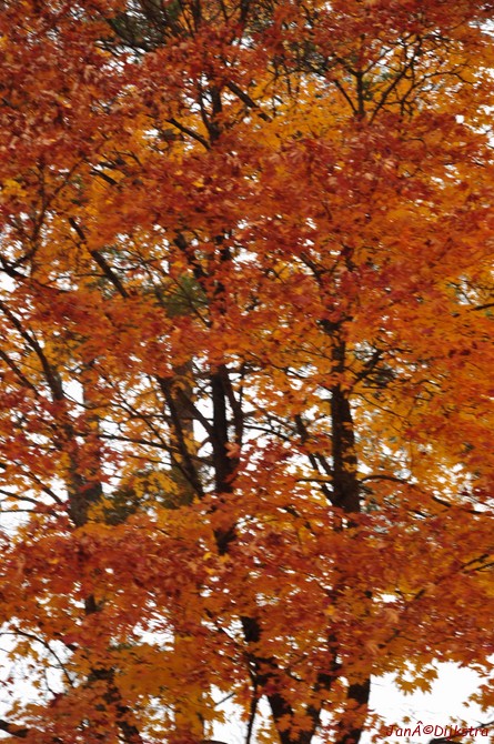 dsc_1479.jpg