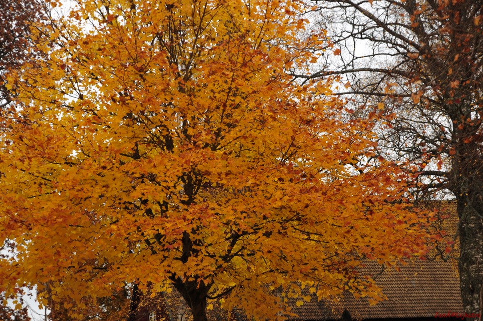 dsc_1480.jpg