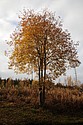 dsc_1571.jpg