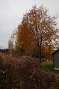 dsc_1595.jpg