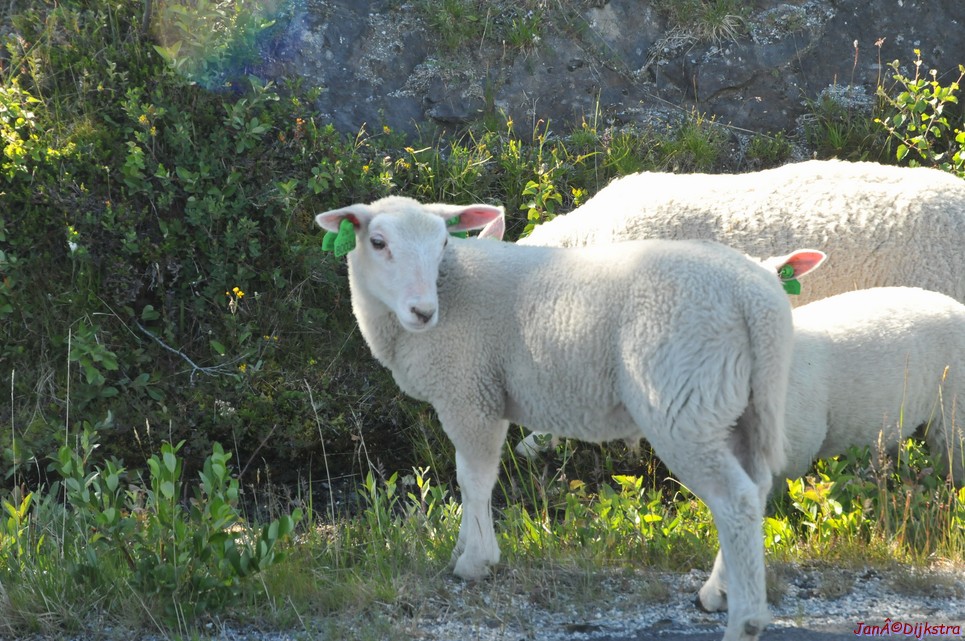 DSC_0662.JPG