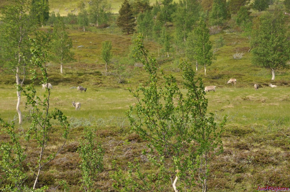 DSC_0924.JPG