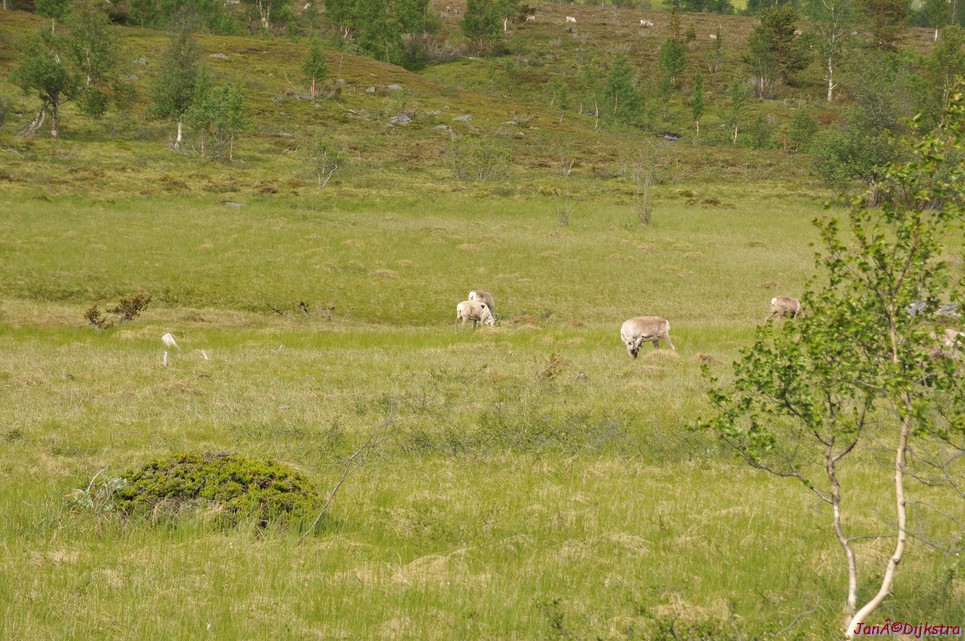 DSC_0925.JPG