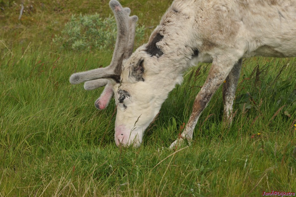 DSC_0974.JPG