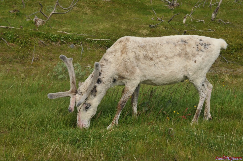 DSC_0976.JPG