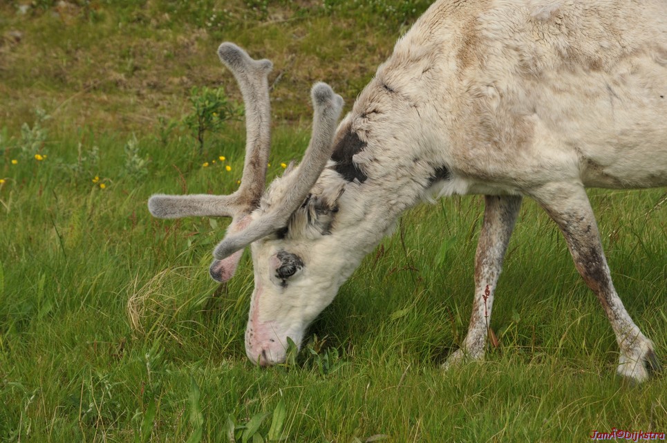 DSC_0978.JPG