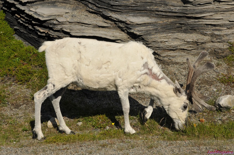 DSC_0989.JPG
