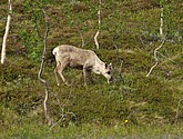 DSC_0922.JPG