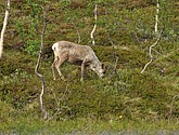 DSC_0923.JPG
