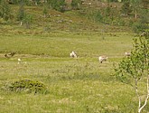 DSC_0925.JPG