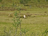 DSC_0926.JPG
