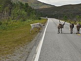 DSC_0953.JPG