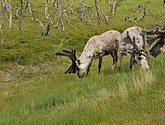 DSC_0971.JPG